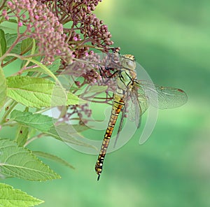 Dragonfly Aeshna affinis (female)