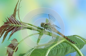 Dragonfly Aeshna affinis (female)