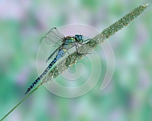 Dragonfly Aeshna affinis (male)