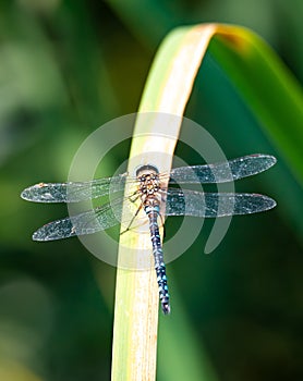Dragonfly, Aeshna cyanea, insect in natural