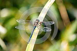 Dragonfly, Aeshna cyanea, insect in natural