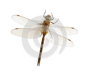 Dragonfly Aeshna isoceles (male)