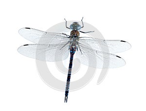 Dragonfly Aeshna mixta (female)
