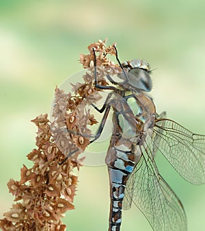 Dragonfly Aeshna mixta (male)