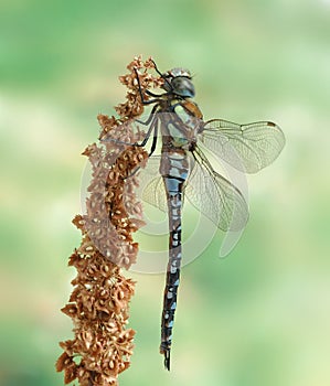 Dragonfly Aeshna mixta (male)