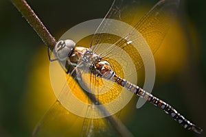 Dragonfly Aeshna mixta or Migrant hawker