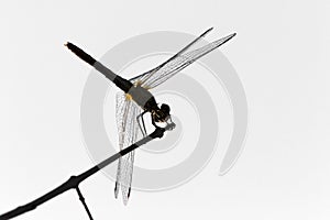 Dragonfly against blurry background. Sympetrum fonscolombii Libellulidae in Corsica photo