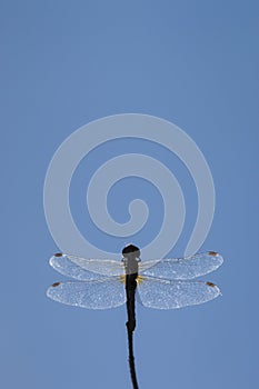 Dragonfly against blue sky. Sympetrum fonscolombii Libellulidae in Corsica photo