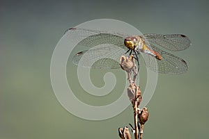 Dragonfly against blurred background. Sympetrum fonscolombii Libellulidae in Corsica photo