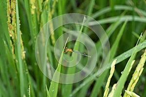 Dragonfly Agriocnemis pygmaea in rice field photo