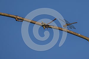 Dragonfly Alight against a blue sky