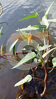 Dragonfly alight in the kale leaves