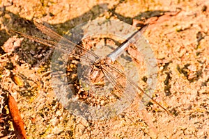 Dragonfly Anax imperator