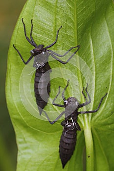 Dragonfly Anax imperator