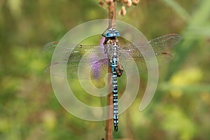 Dragonfly (Anax imperator) from the family Aeshnidae, an active predator chasing prey in the air.