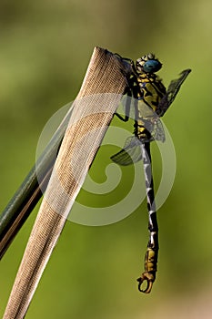 Dragonfly anax imperator on a leaf