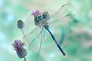 Dragonfly Anax imperator (male) Blue Emperor