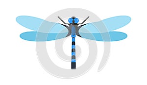 Dragonfly anax imperator male blue emperor with big eyes nature insect animal wildlife vector illustration.