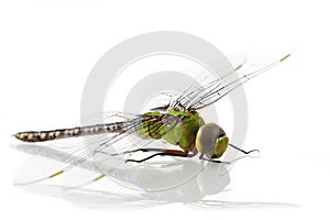 Dragonfly Anax imperator (male)