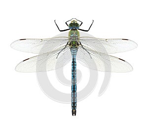 Dragonfly Anax imperator (male) Blue Emperor