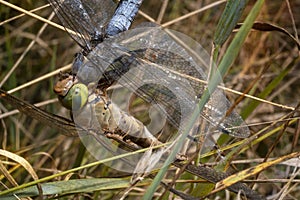 Dragonfly (Anax parthenope, lesser emperor) eating another dragonfly photo
