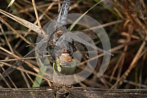 Dragonfly (Anax parthenope, lesser emperor) eating another dragonfly photo