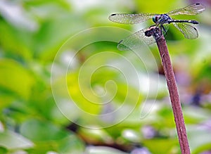 Dragonfly, Anisoptera Class photo