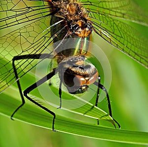 Dragonfly Anisoptera head