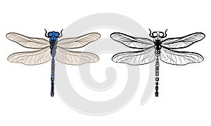 Dragonfly or Anisoptera Vector Illustration