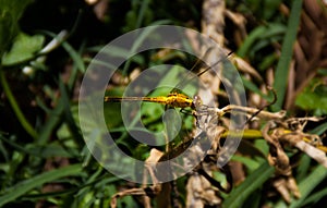 Yellow Dragonfly in the back yard with vegetation background photo