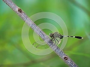 Dragonfly in background of green