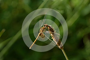 Dragonfly is on a background of green grass