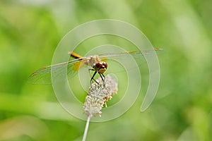 Dragonfly is on a background of green grass
