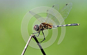 Dragonfly balance