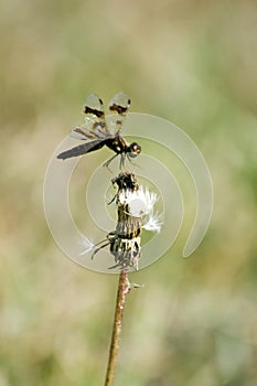 Dragonfly Balance