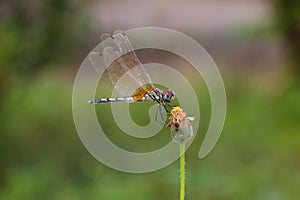 Dragonfly balance.