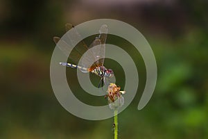 Dragonfly balance.