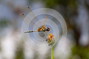 Dragonfly balance.