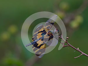 Dragonfly balance.