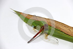 Dragonfly on the bamboo leaf on the white background.