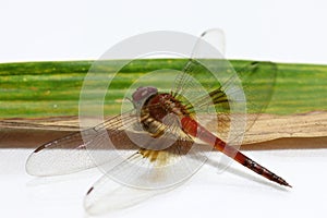 Dragonfly on the bamboo leaf on the white background. it is a fast flying long bodied predator insect with two pairs of large wing