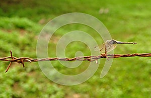 Dragonfly on barbed wire
