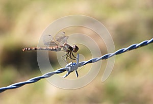 Dragonfly on barbed wire