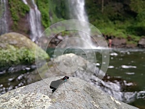 A dragonfly basked above the stone in the morning