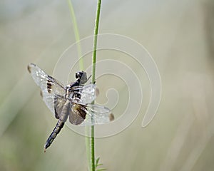 Dragonfly basking in summer sun