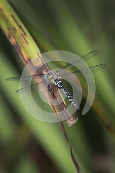 Dragonfly colorful insects of summer