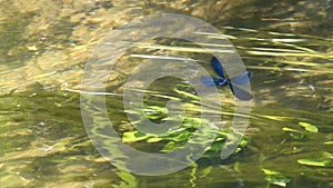 Dragonfly beautiful demoiselle calopteryx virgo flutters above the water, slow motion