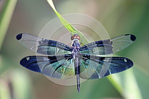 Dragonfly with beautiful wing