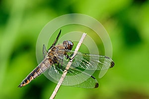 Dragonfly sitting on a dry stalk