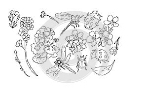 Dragonfly beetle ladybug insects and flowers geranium and forget-me-nots beautiful spring clipart hand drawn watercolor set separa